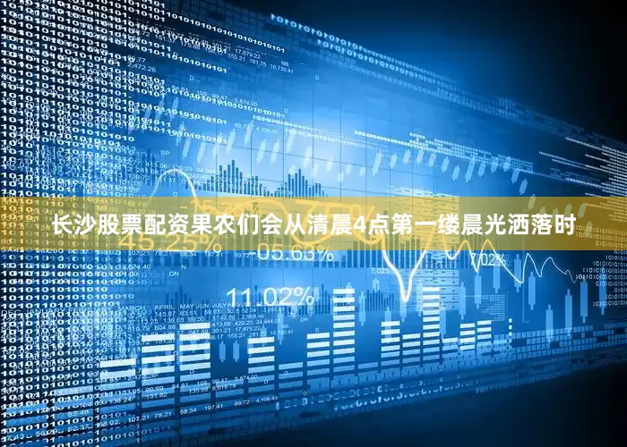 长沙股票配资果农们会从清晨4点第一缕晨光洒落时